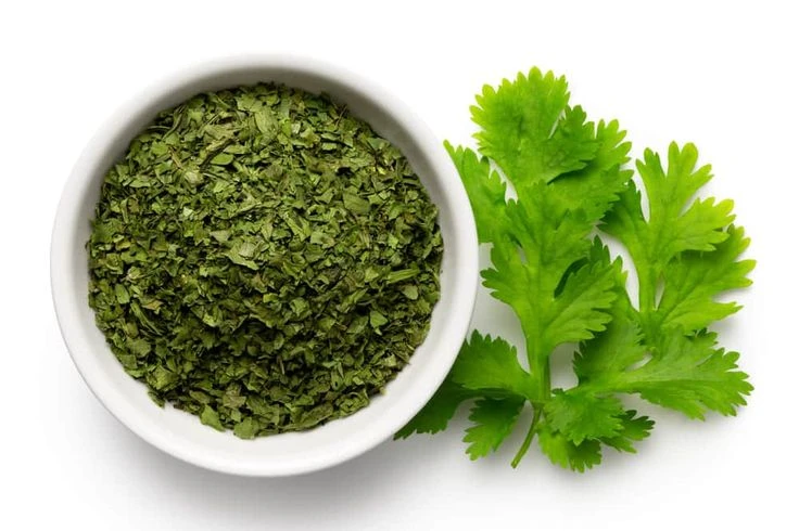 Cilantro